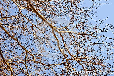 Orange empty branches on blue sky Stock Photo