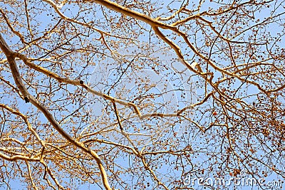 Orange empty branches on blue sky Stock Photo