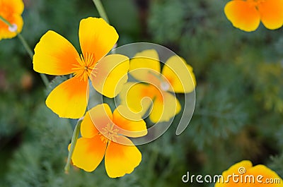 Orange eschscholzia against green grass background. California poppy Stock Photo