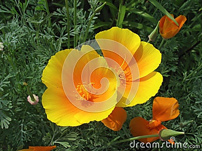 Orange eschscholzia (California poppy) Stock Photo