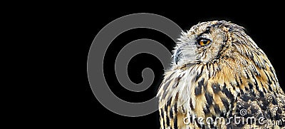 Orange eyed Eagle Owl on a studio background Stock Photo