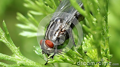 Orange eyed fly sitting on the green grass. Stock Photo