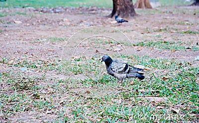 Orange eyed pigeons strolling in the park Stock Photo