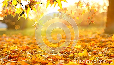orange fall leaves in park, sunny autumn natural background Stock Photo