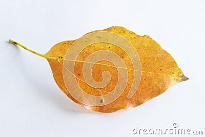 Orange falling leaf Stock Photo