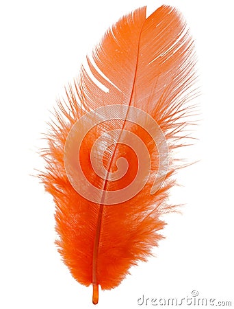 Orange feather isolated on white background cutout Stock Photo