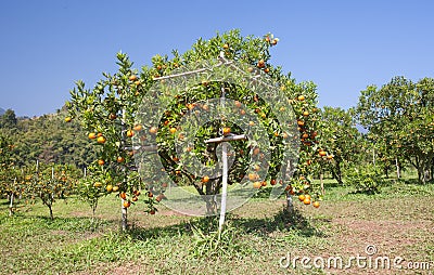 Orange field Stock Photo