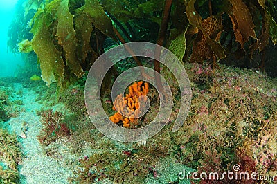 Orange finger sponge under kelp frond Stock Photo