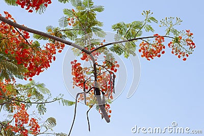 Flam-boyant, The Flame Tree, Royal Poinciana, Barbados Pride, Dwarf poinciana, Flower fence, Paradise Flower, Peacock`s crest. Stock Photo