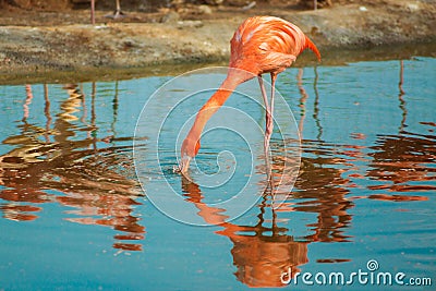Orange flamingo in the light blue water. Wildlife of tropical exotic birds. Reflection in the water Stock Photo