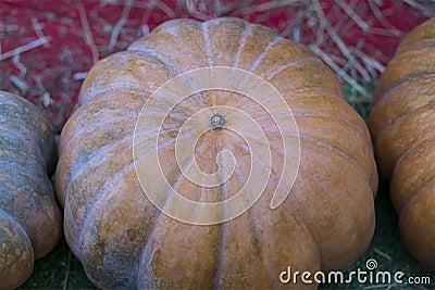 Orange flat ribbed pumpkin symbol autumn crop close-up background Stock Photo