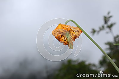 Orange Flower in Bloom Stock Photo