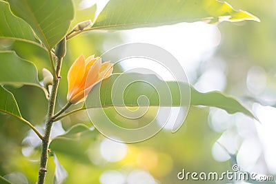 Orange flower on the branch Jum Pee or Jum Pla Stock Photo