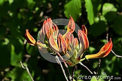 Orange flower buds and evolving leaves of decorative Rhododendron shrub possibly Rhododendron Molle Stock Photo