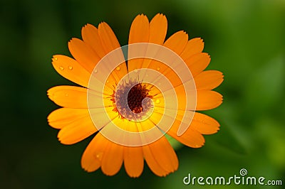 Orange flower - Calendula Stock Photo