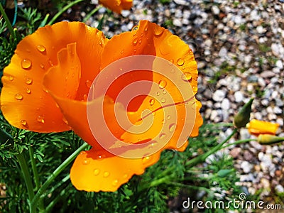 Orange flower Eschscholzia california after rain Stock Photo