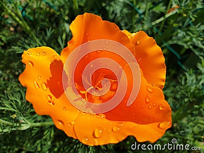 Orange flower Eschscholzia california Stock Photo