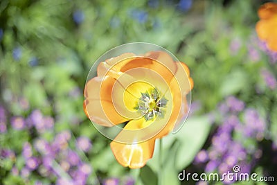 Orange flower in garden. Garden in summer. Details of nature Stock Photo