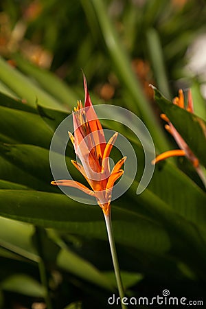 Orange Flower Heliconia Psittacorum or called Heliconia lady Stock Photo