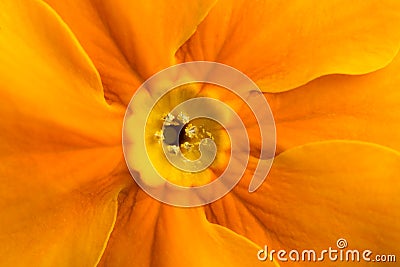 Orange flower inside Stock Photo