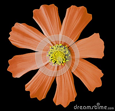 Orange flower kosmeya, black isolated background with clipping path. Closeup. no shadows. yellow mid. Stock Photo