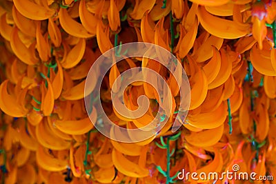 Orange flower of name Red Jade Vine or New Guinea Creeper or flo Stock Photo