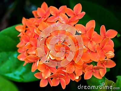 Orange flower needle Stock Photo