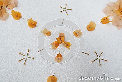 Orange flower petal design Stock Photo