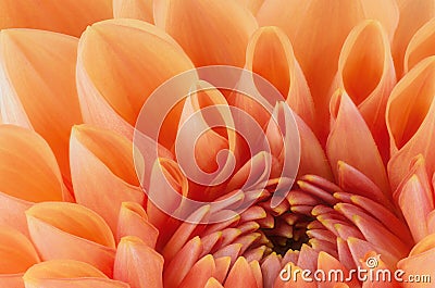 Orange flower petals, close up and macro of chrysanthemum, beautiful abstract background Stock Photo