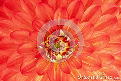 Orange flower petals closeup. Delicate red dahlia flower close up, full bloom Stock Photo