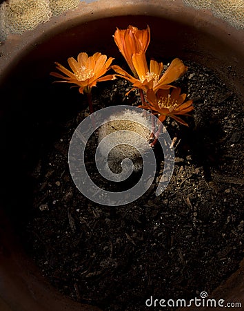 Orange flower of Rebutia cactus in pot with sunbeam in vertical Stock Photo