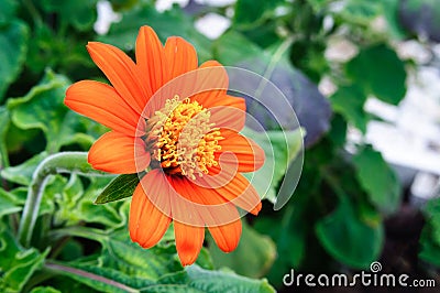 Orange flower Tithonia rotundifolia in the garden Stock Photo