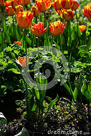 Orange flower, tulip, Liliaceae Stock Photo
