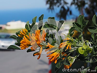 Orange Flowered Leguminous Plant In Crete Greece Stock Photo