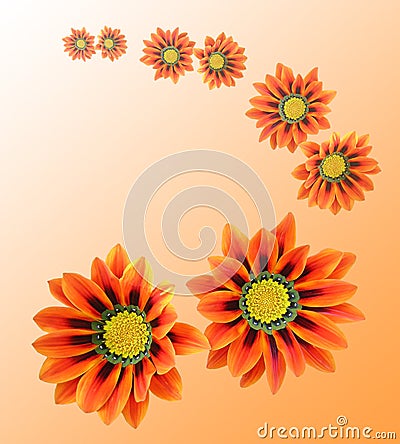 Orange flowers Stock Photo