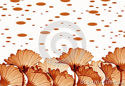 Orange flowers Vector Illustration