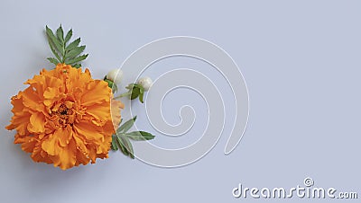 Orange flowers anniversary bright vintage decorative blank design a colored background frame blossom Stock Photo