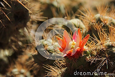 Austrocylindropuntia subulata or Eve`s Needle Cactus Stock Photo