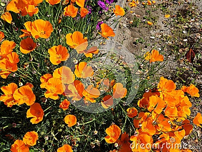 Orange flowers Eschscholzia california Stock Photo