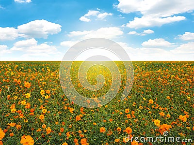 Orange flowers in the field on blue sky background. Stock Photo