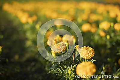 Orange flowers in a flowerbed. Many of the same plants Stock Photo