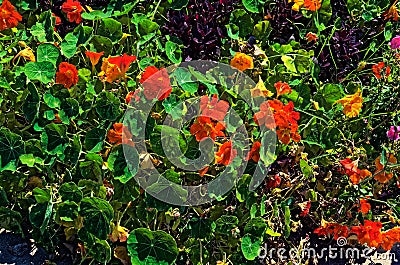 Orange flowers and green leaves with purple bush like plant Stock Photo
