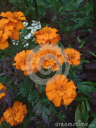 Orange flowers among green-purple leaves Stock Photo