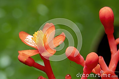 Jatropha podagrica flowers, Buddha Belly plant Stock Photo