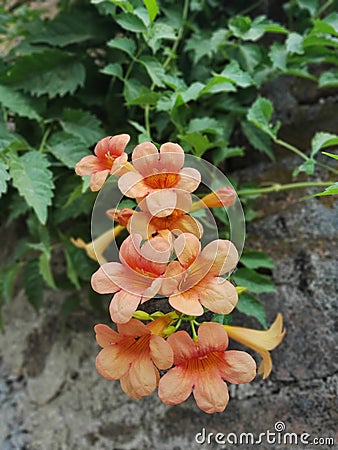 Orange flowers in summer very beautiful indian Stock Photo