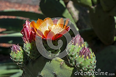 Orange flowers of a opuntia tomentosa cactus Stock Photo