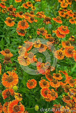 Orange flowers of perennial plants in the garden Stock Photo