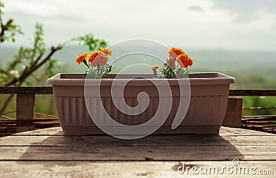 Orange Flowers in Plastic Vase Stock Photo