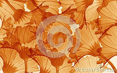 Orange flowers texture Vector Illustration