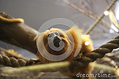 Orange fluffy monkey in a cage wild animal Stock Photo